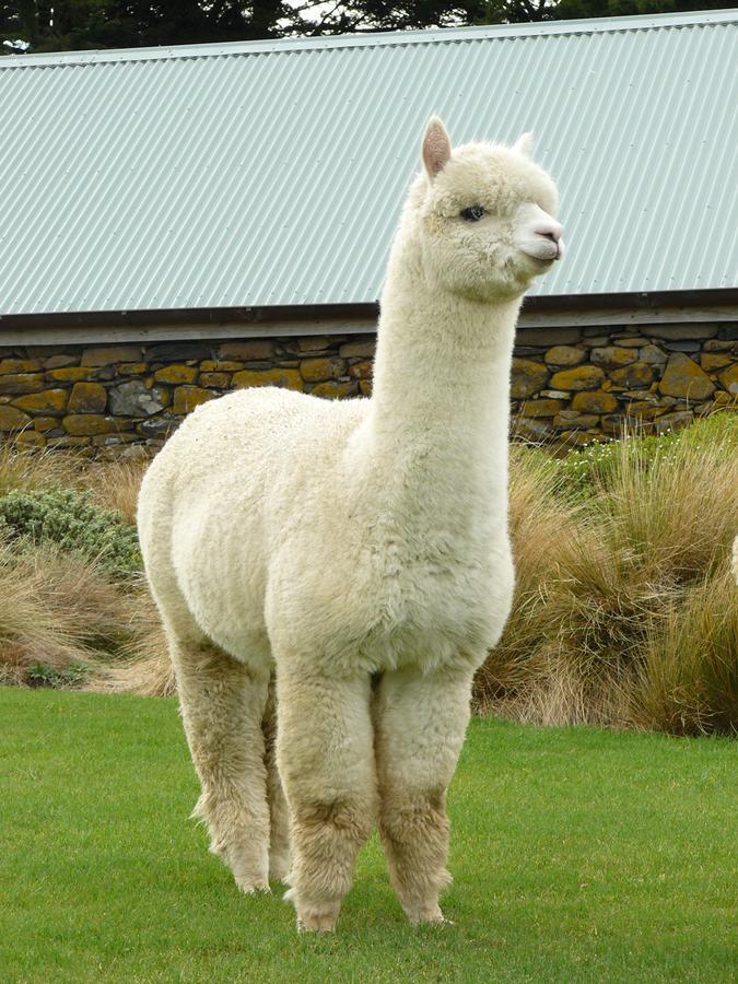 Alpaca Farmstay Dunedin Eksteriør billede