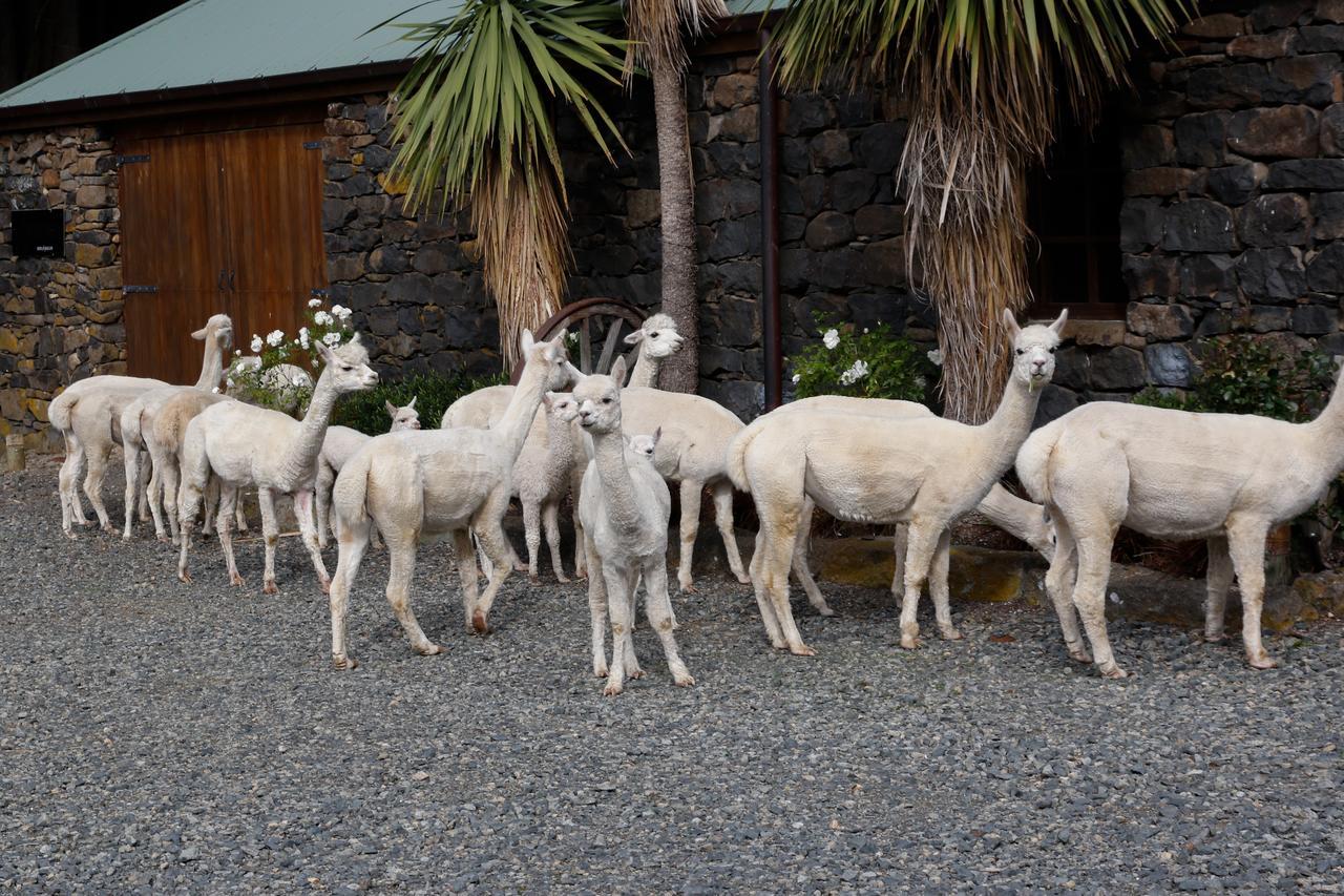 Alpaca Farmstay Dunedin Eksteriør billede